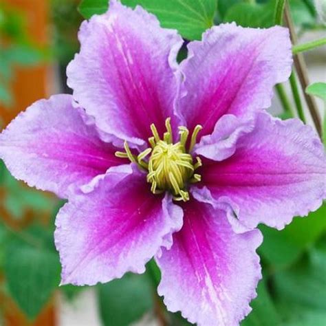 piillu|How to Grow and Care for Clematis Piilu